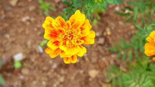 Close-up of marigold blooming outdoors