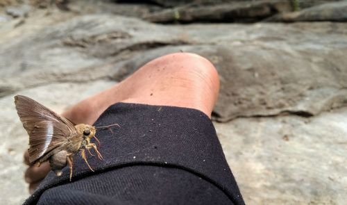 Low section of butterfly on human legs