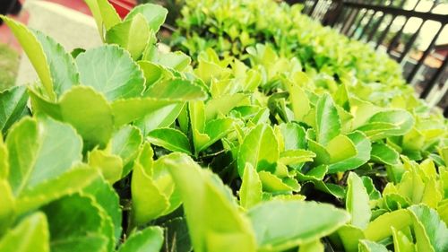 Close-up of fresh green plants