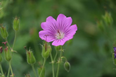 Close-up of purple flowering plant