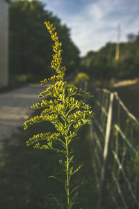 Close-up of plant