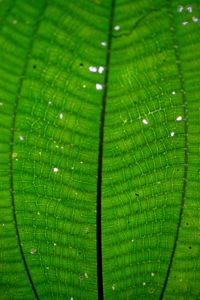 Mirror image of plants in nature, costa rica.