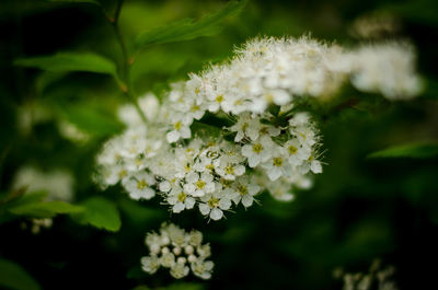 Close-up of white flowering plant