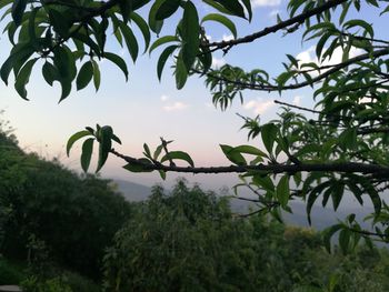 Low angle view of plants on tree against sky