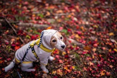 Close-up portrait of dog during autumn