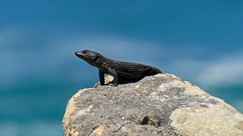 Low angle view of agamid on rock