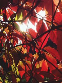 Low angle view of red leaves