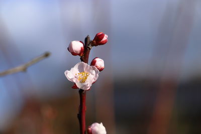 Close-up of cherry blossom