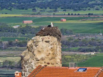 Bird on a land