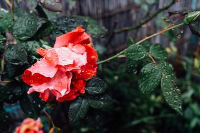 Close-up of red rose