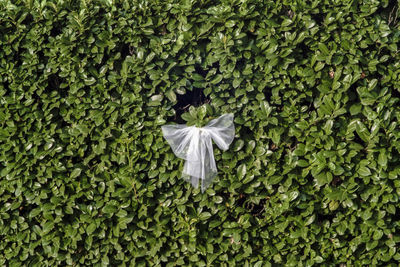 Close-up of white flowering plants