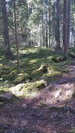 Trees growing in forest