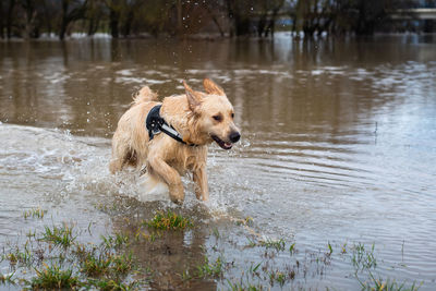 Dog running in lake