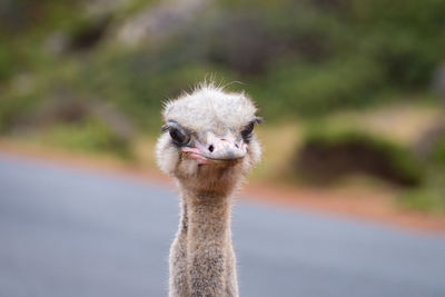 Close up of an ostrich head portrait struthio camelus in south africa