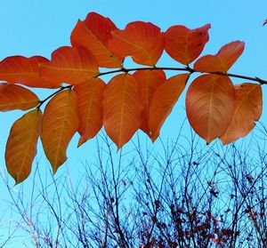 Low angle view of autumn leaves against clear sky