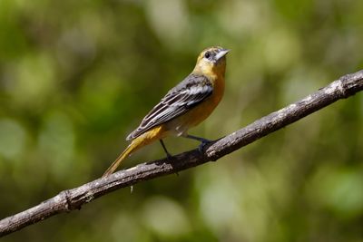 Close-up of bird perching on tree