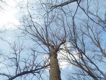 Low angle view of bare tree against sky