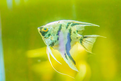 Close-up of fish swimming in sea