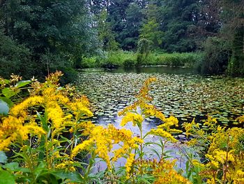 View of yellow flowers in forest