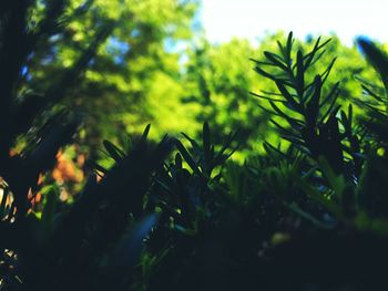 Close-up of fresh green plants