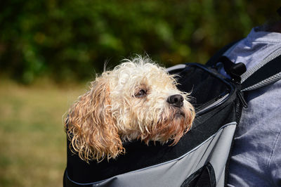 Close-up of dog sitting outdoors