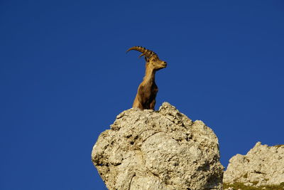 Alpine ibex