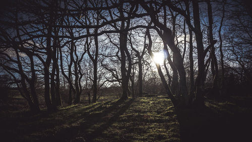 Silhouette of trees in forest