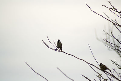 Bird perching on branch