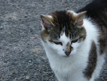 High angle view of cat looking at camera