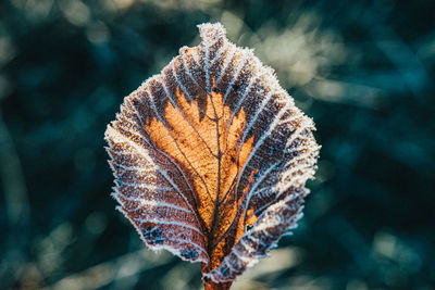 Close-up of dried autumn leaves