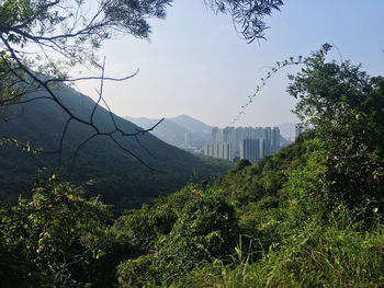 Plants growing on land against sky