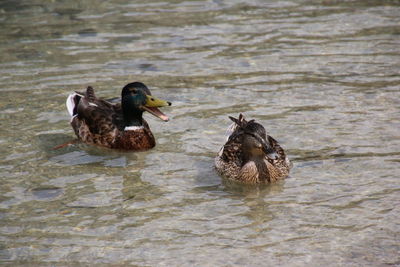 Ducks swimming in lake