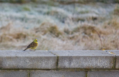 Close-up of bird perching on retaining wall