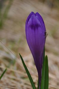 Close-up of purple crocus blooming outdoors