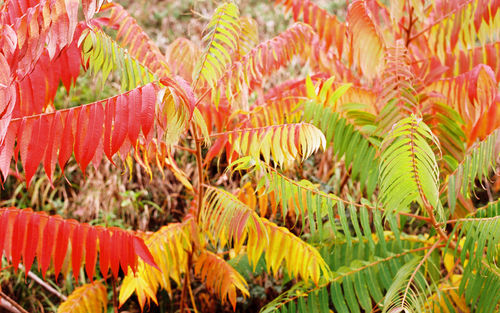 Close-up of flowering plants on land