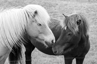 Close-up of horse on field