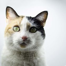 Close-up portrait of cat against white background