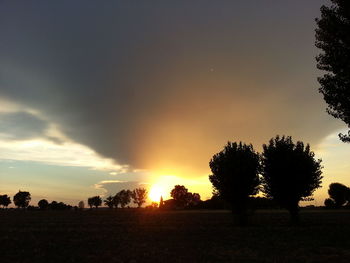 Silhouette of trees at sunset