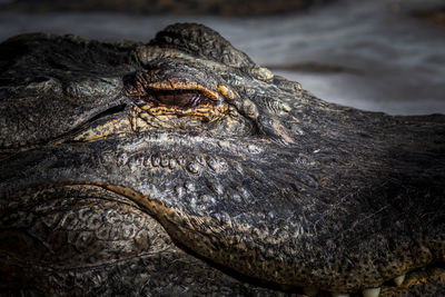 Close-up of crocodile in a water