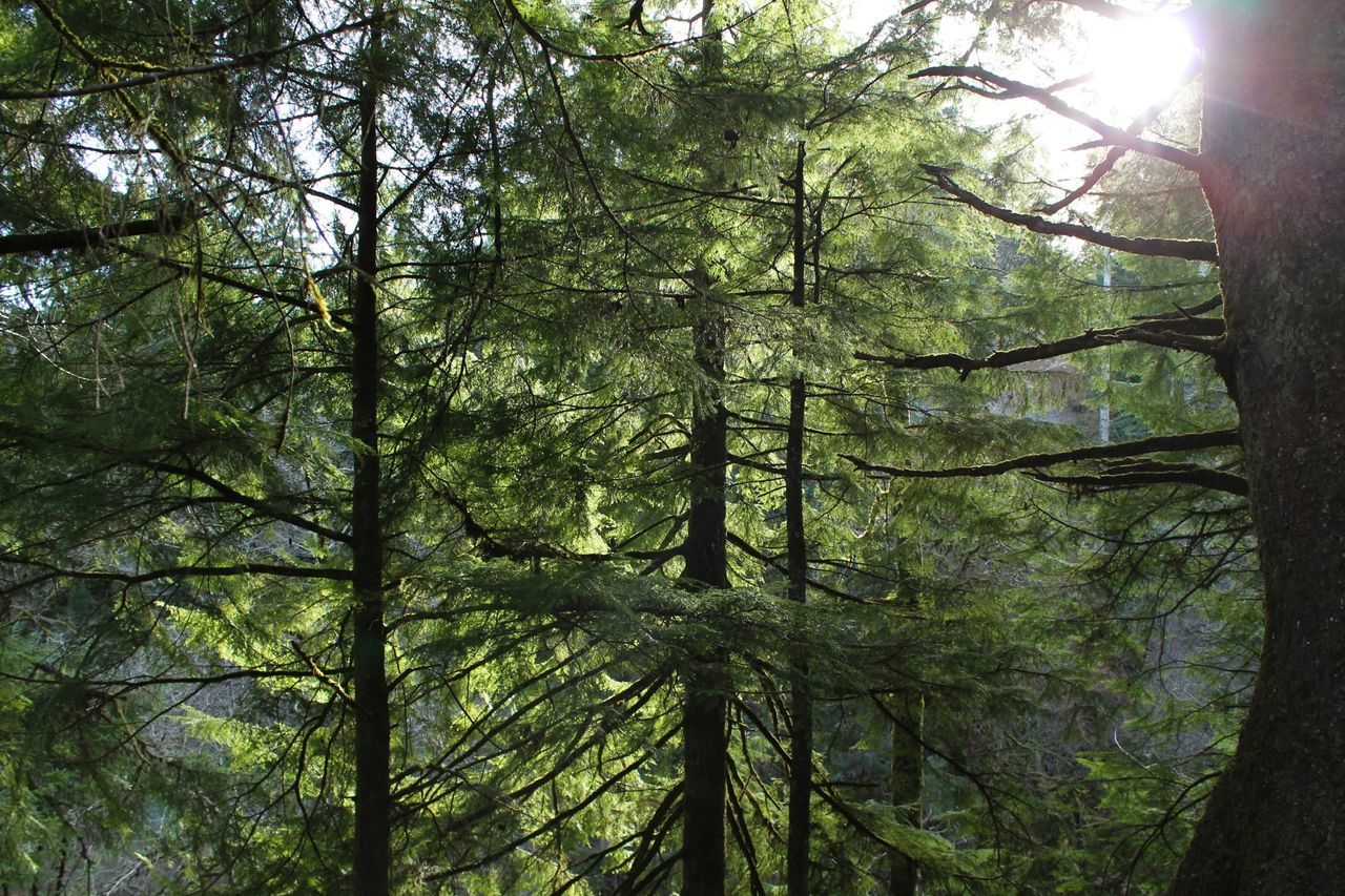 tree, forest, tree trunk, tranquility, growth, woodland, sunlight, sunbeam, nature, branch, beauty in nature, low angle view, tranquil scene, lens flare, sun, scenics, non-urban scene, green color, day, no people