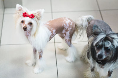 From above of adorable fluffy purebred dogs with modern haircuts standing on floor while looking at camera