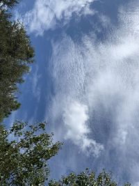 Low angle view of trees against sky