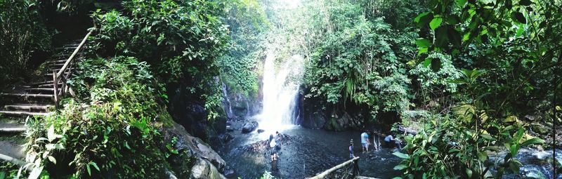 Scenic view of waterfall in forest