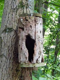 Close-up of tree trunk in forest