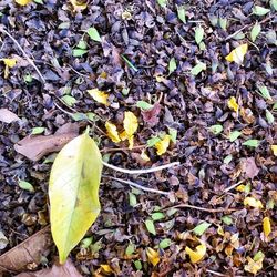 Autumn leaves on ground