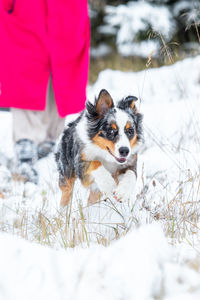 Close-up of dog on snow