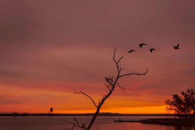 Silhouette birds flying over trees against sky during sunset