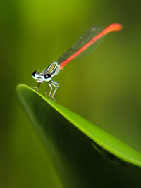 Close-up of insect on leaf