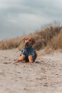 Portrait of a dog on sand at beach