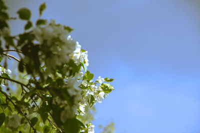 Low angle view of flowering plant against blue sky